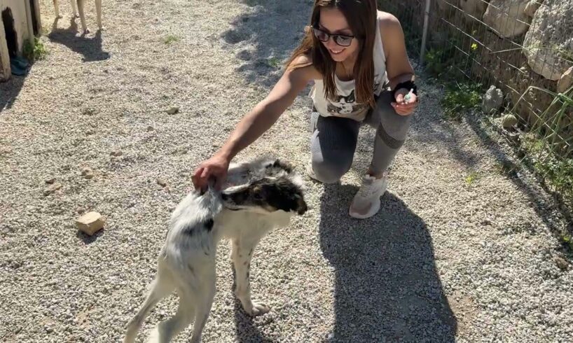 Our Dogs Take Their Medicine With So Much Joy 🐶💊- Takis Shelter