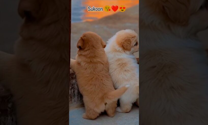 Oyye Mummy Bhookh lagi 🤭#puppy #dog #cute #puppies #doglove #goodmorning #viral #dogshorts #doglove