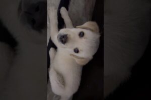 Pepper The Puppy Feeling Sleepy #shorts #puppy Catchy Fusion