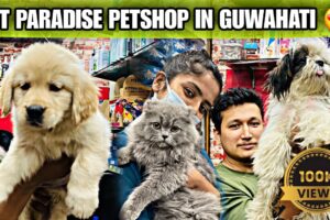 Pet Paradise Petshop in Guwahati 😍Cute Puppies Available 🐶