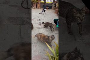 Pet cat golo playing #cat #cute #pets #funny #naughty #beautiful #animals #funnyvideo #playingcats