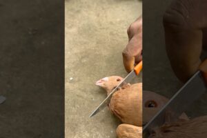 Pigeon Recovery 🕊✨ | Natural Treatment & Care Tips | Sick to Healthy #PigeonCare #AnimalLover