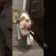 Pittie Covered in Scars Learns How to Show Her Sweet Smile | The Dodo