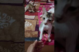 Playing With Baby Cat🥰#cats #kitten #babycat #animals #babyanimals #play #playing #trending