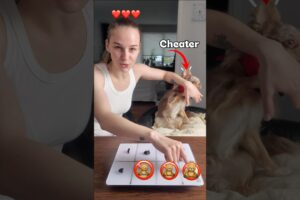 Playing in “NO TOYS” with MY PUPPY🧸🚫