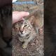 Playing with the kitty,#kitten,#kitty,#cat,#pet,#animal,#life,#travel,#city