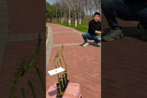 Poker Card vs Tree leaf Challenge Accepted || RKR Tricks