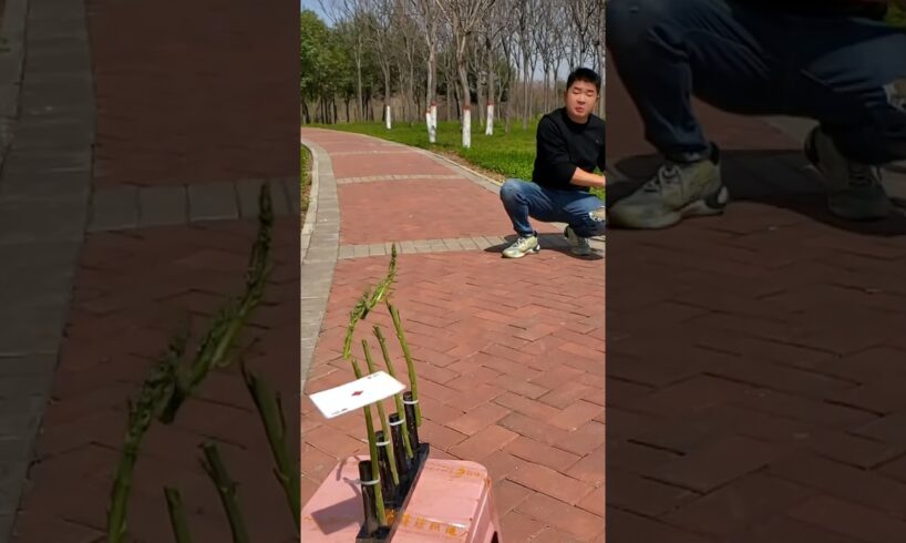 Poker Card vs Tree leaf Challenge Accepted || RKR Tricks