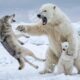 Polar Bear Saves Her Cub From A Hungry Wolf Pack | Animal Rescue Story AI