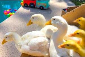Pool time / Fresh morning for funny ducklings, goslings and ducks satisfying video