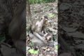 Poor Tiny Baby Monkey Life After Birth #shorts #animals #monkey #cute #family