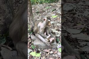 Poor Tiny Baby Monkey Life After Birth #shorts #animals #monkey #cute #family