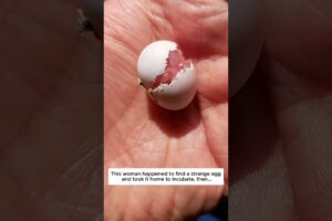 Poor egg #egg #birds #animals #wildliferescue #animalfriendship #lovestory #cute #wildlife