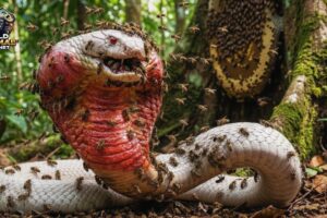 Predator's Mistake: King Cobra and Wasp Nest | Animal Fights