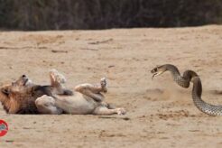 Proud Lion vs Black Mamba bite... Dead in seconds!