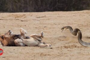 Proud Lion vs Black Mamba bite... Dead in seconds!