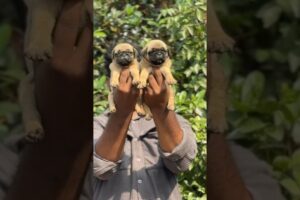 Pug puppies sale video Malayalam |pets|dog|small breed | cute puppies