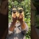 Pug puppies sale video Malayalam |pets|dog|small breed | cute puppies