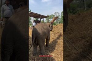 Punturi playing alone 😲