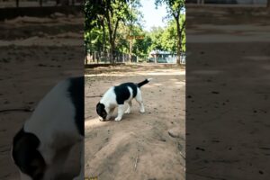 Puppy Video #cute #dog #funny #viral #shorts