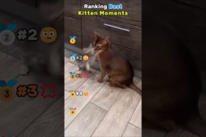 Ranking Best Kitten Moments #cat #funny #pets #kitten #cute #cutecat
