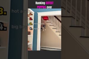 Ranking CUTEST PUPPIES ever #satisfying #relax #relaxing #oddlysatisfying  #funny