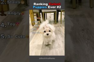 Ranking Cutest Puppies Ever #2 #ranking  #pets #trynottolaugh #funny #puppy #dogs #cutedog #cute