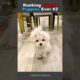 Ranking Cutest Puppies Ever #2 #ranking  #pets #trynottolaugh #funny #puppy #dogs #cutedog #cute