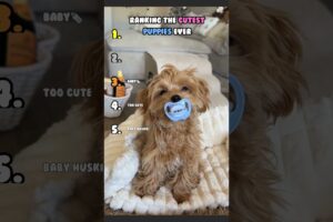 Ranking The Cutest Puppies You Have To See #shorts #dog #cute