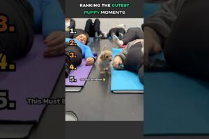 Ranking The Cutest Puppy Moments