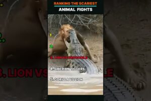 Ranking The Scariest Animal Fights