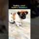 Ranking cutest puppies moments 🙌❤ #ranking #funny #puppies