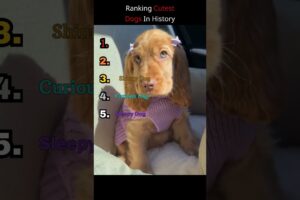 Ranking the Cutest Dogs in the history