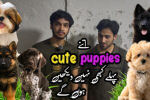Rawalpindi College Road | Best Offer On Cute Puppies | Shahzain’s Animals Vlogs |
