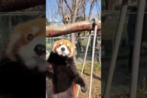 Red Panda playing ❤️#animals #cutepets #viralvideos #animalvideos #panda