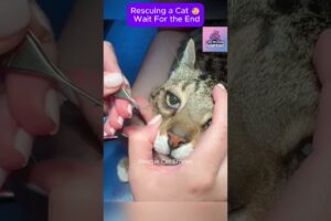 Rescue cat 😥 Wait For the end #CatRescue #RescueCat