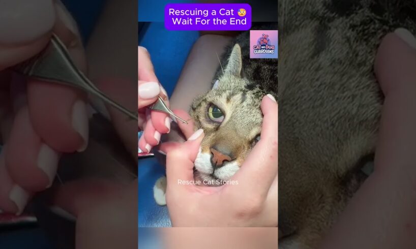 Rescue cat 😥 Wait For the end #CatRescue #RescueCat