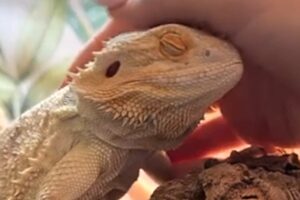 Rescue lizard asks for pets just like a dog
