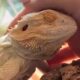 Rescue lizard asks for pets just like a dog