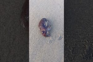 Rescued a stranded  cuttlefish 🥹