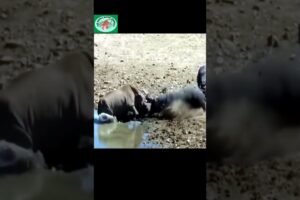Rhino vs Hippo Fight: The Epic Battle You Won't Believe