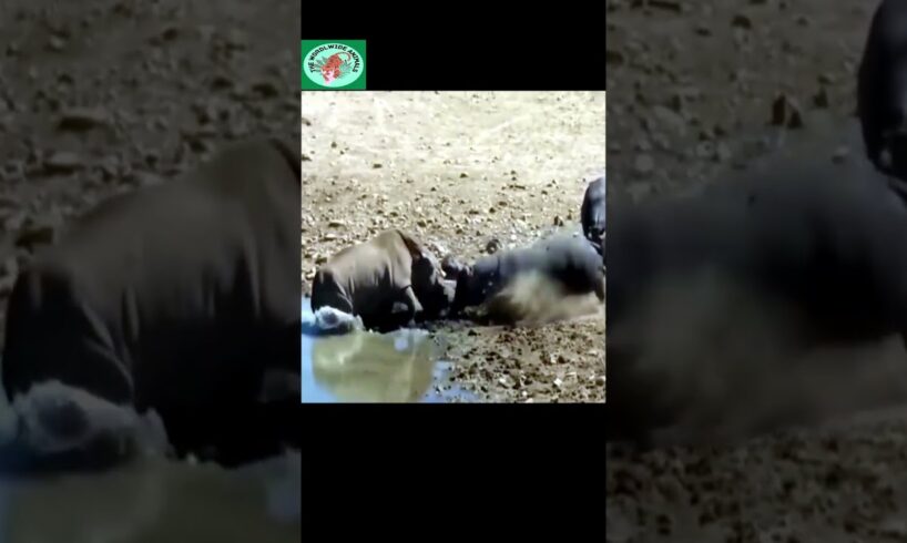 Rhino vs Hippo Fight: The Epic Battle You Won't Believe