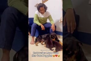 Rottweiler Mom With Her Cute Puppies #dog #rottweiler #puppy #rottweilerpuppy #shorts #shortvideo