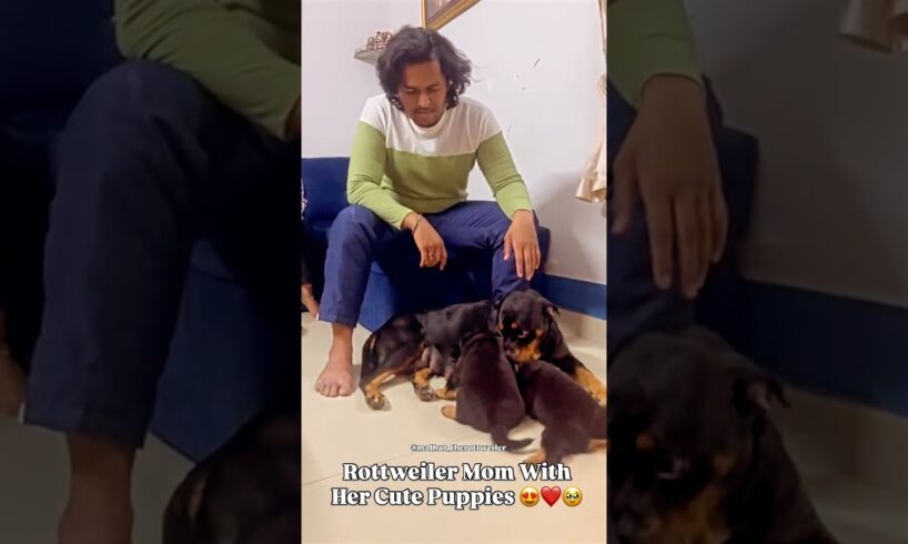 Rottweiler Mom With Her Cute Puppies #dog #rottweiler #puppy #rottweilerpuppy #shorts #shortvideo