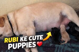 Rubi ke cute puppies 😍 || labra rubi || #youtube #yt #video #puppies #labrador #cute #doglove