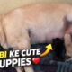 Rubi ke cute puppies 😍 || labra rubi || #youtube #yt #video #puppies #labrador #cute #doglove