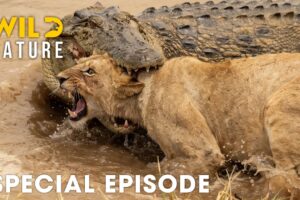 Run or Die (SPECIAL EPISODE) | The World's Deadliest Battles | Animal documentary
