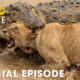 Run or Die (SPECIAL EPISODE) | The World's Deadliest Battles | Animal documentary