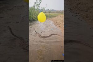 Russell’s Viper in Action: Watch This Venomous Snake Move! #educational #snake #russelviper