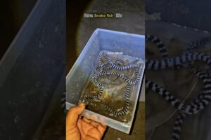 Saving Snake Fish from Dry Land 😱| Incredible Night Rescue Mission 🐍🐟 #SnakeFish #AnimalRescue #fyp